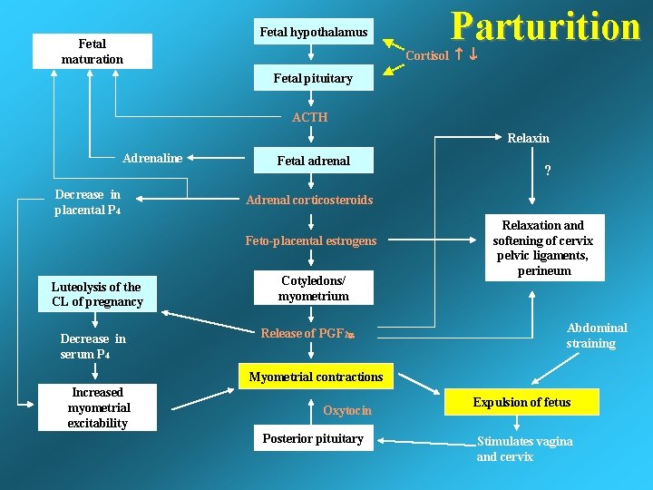 Fetal maturation Fetal hypothalamus Parturition Cortisol Fetal pituitary ACTH Relaxin Adrenaline Decrease in placental Fetal maturation Fetal hypothalamus Parturition Cortisol Fetal pituitary ACTH Relaxin Adrenaline Decrease in placental