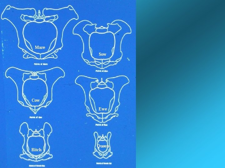 Mare Sow Cow Ewe Bitch Queen Mare Sow Cow Ewe Bitch Queen