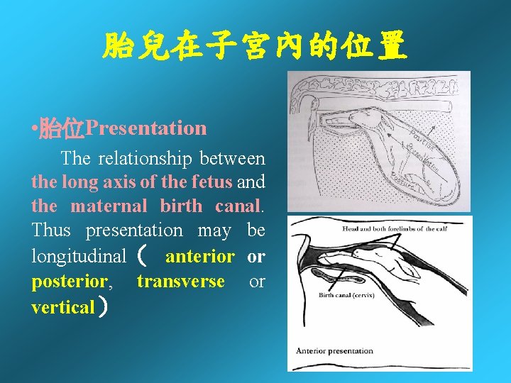 胎兒在子宮內的位置 • 胎位Presentation The relationship between the long axis of the fetus and the 胎兒在子宮內的位置 • 胎位Presentation The relationship between the long axis of the fetus and the