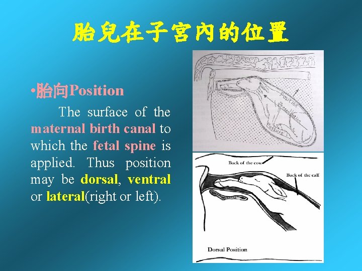胎兒在子宮內的位置 • 胎向Position The surface of the maternal birth canal to which the fetal 胎兒在子宮內的位置 • 胎向Position The surface of the maternal birth canal to which the fetal