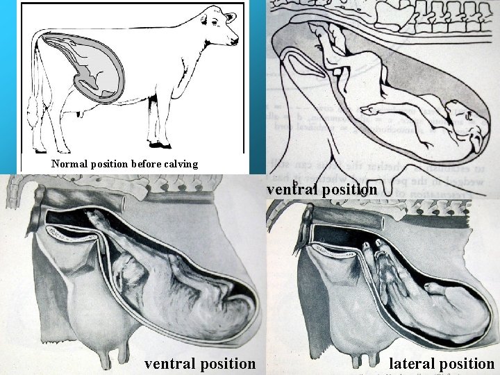 Normal position before calving ventral position lateral position Normal position before calving ventral position lateral position