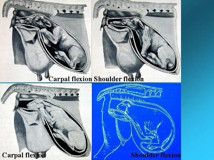 Carpal flexion Shoulder flexion Carpal flexion Shoulder flexion