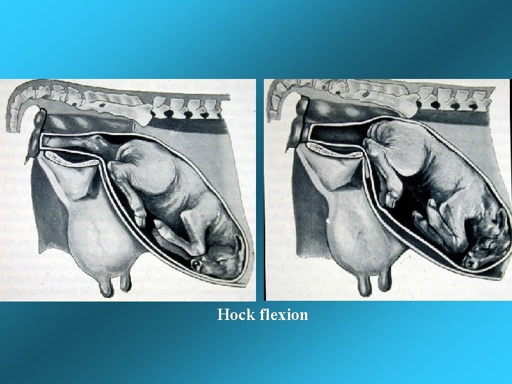 Hock flexion Hock flexion