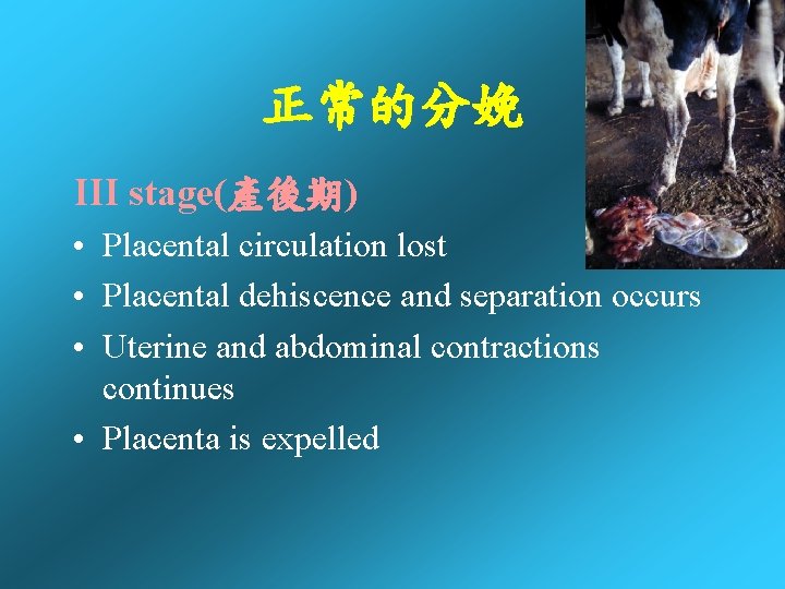 正常的分娩 III stage(產後期) • Placental circulation lost • Placental dehiscence and separation occurs • 正常的分娩 III stage(產後期) • Placental circulation lost • Placental dehiscence and separation occurs •