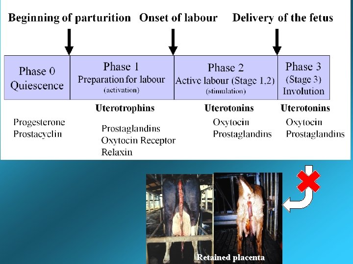 Retained placenta Retained placenta