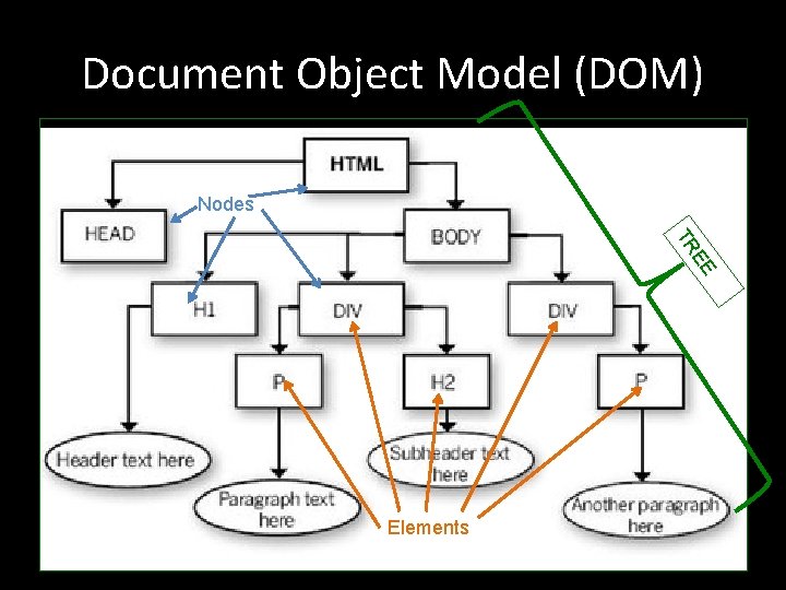 Document Object Model (DOM) Nodes EE TR Elements 