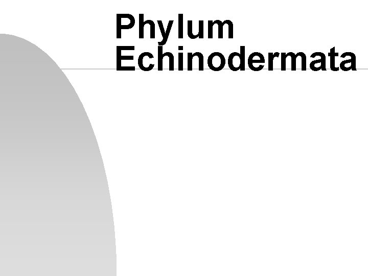 Phylum Echinodermata 