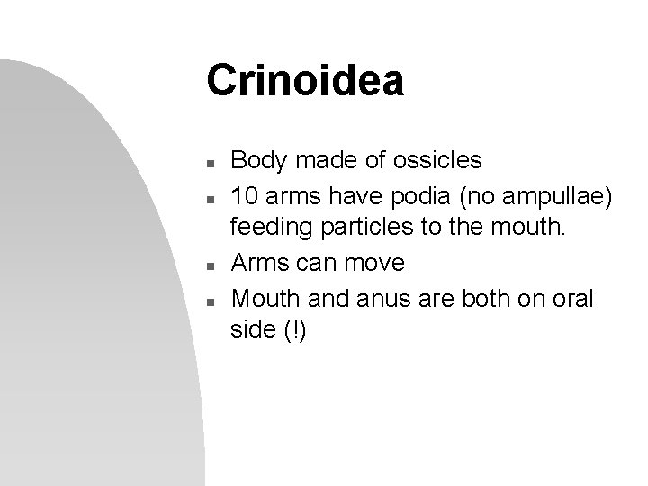 Crinoidea n n Body made of ossicles 10 arms have podia (no ampullae) feeding