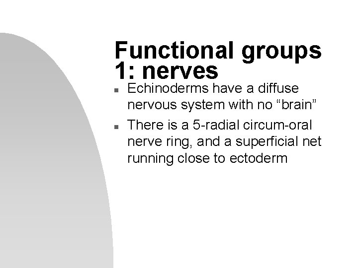 Functional groups 1: nerves n n Echinoderms have a diffuse nervous system with no