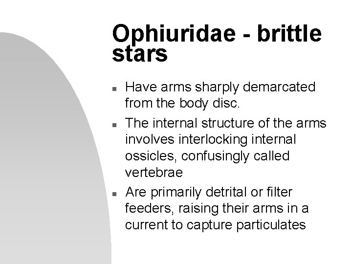 Ophiuridae - brittle stars n n n Have arms sharply demarcated from the body