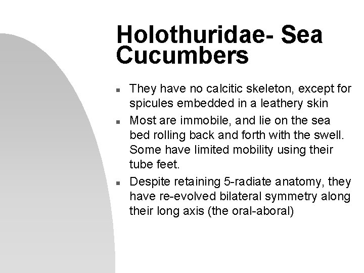 Holothuridae- Sea Cucumbers n n n They have no calcitic skeleton, except for spicules