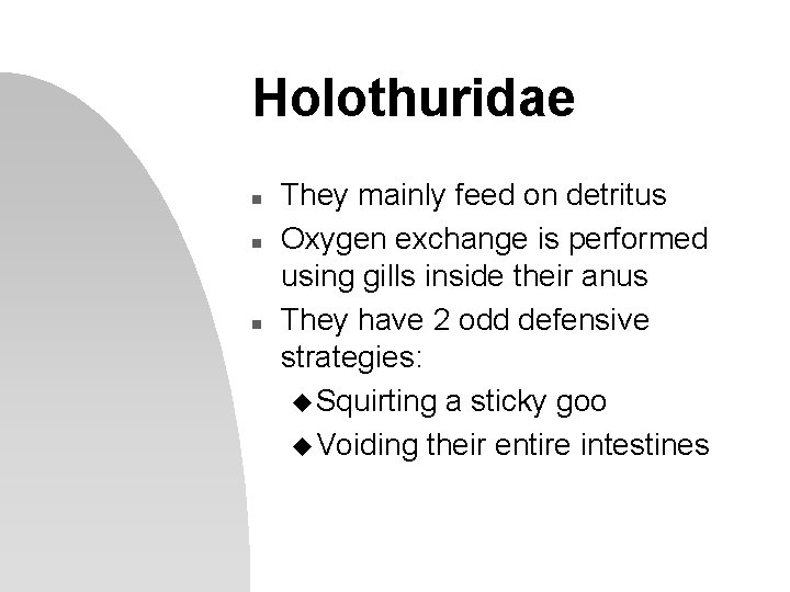 Holothuridae n n n They mainly feed on detritus Oxygen exchange is performed using