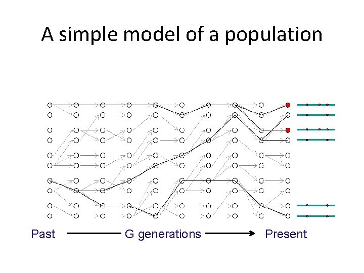 A simple model of a population Past G generations Present 