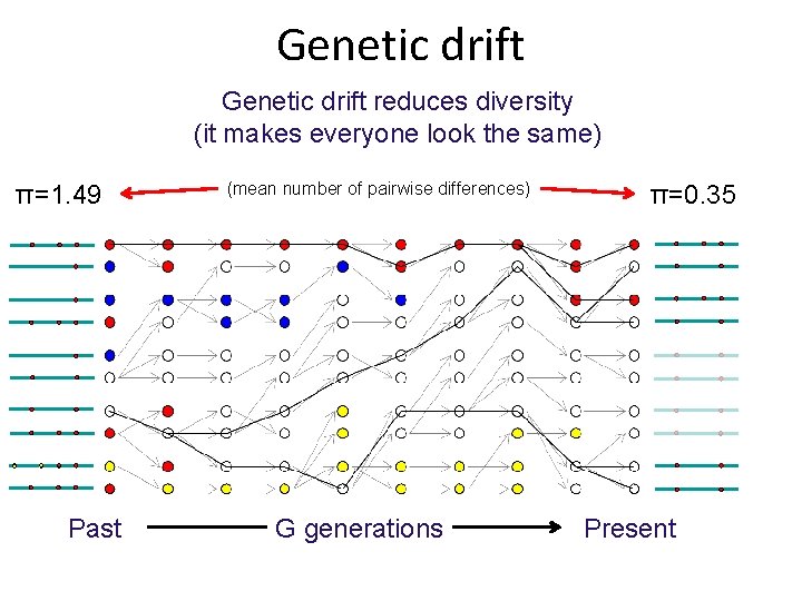 Genetic drift reduces diversity (it makes everyone look the same) π=1. 49 Past (mean