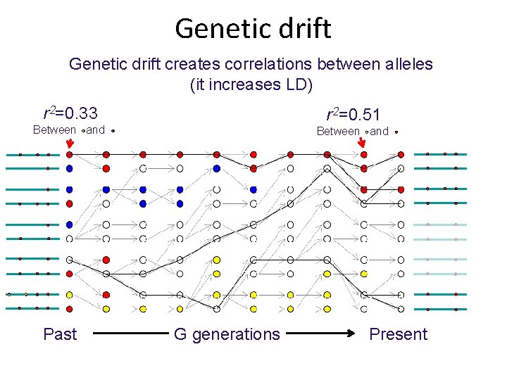 Genetic drift creates correlations between alleles (it increases LD) r 2=0. 33 r 2=0.