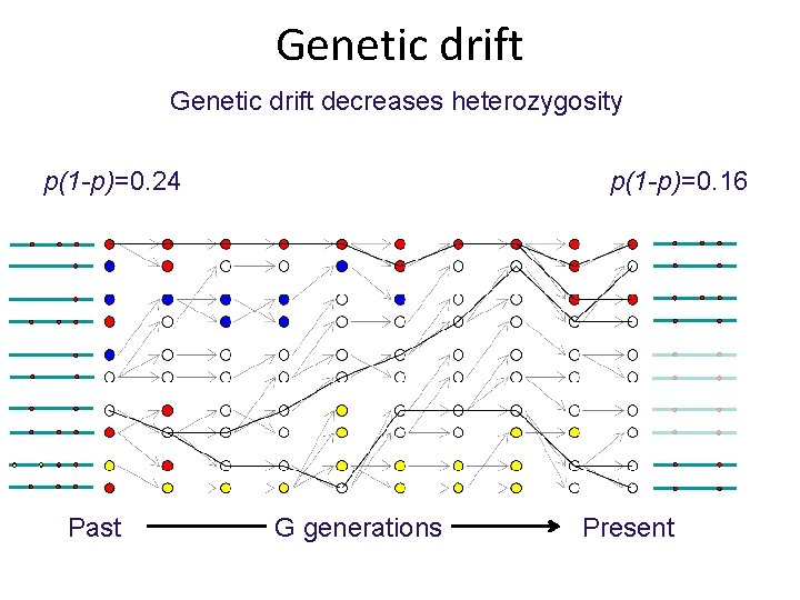 Genetic drift decreases heterozygosity p(1 -p)=0. 24 Past p(1 -p)=0. 16 G generations Present