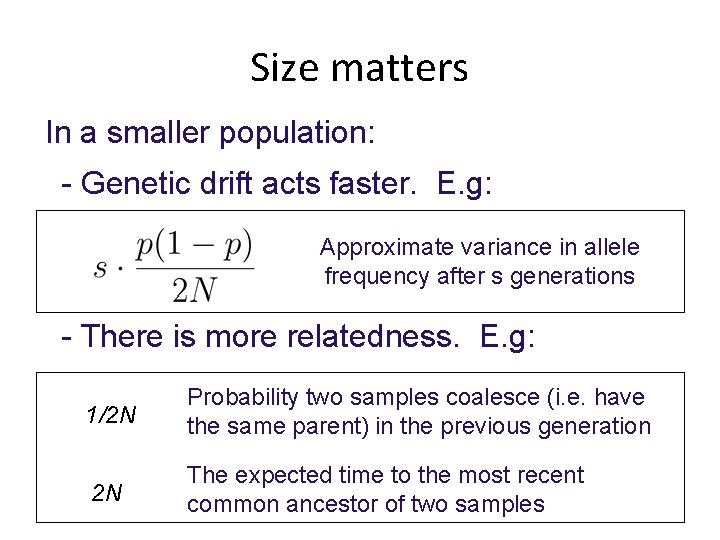 Size matters In a smaller population: - Genetic drift acts faster. E. g: Approximate