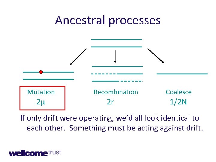 Ancestral processes Mutation 2μ Recombination 2 r Coalesce 1/2 N If only drift were