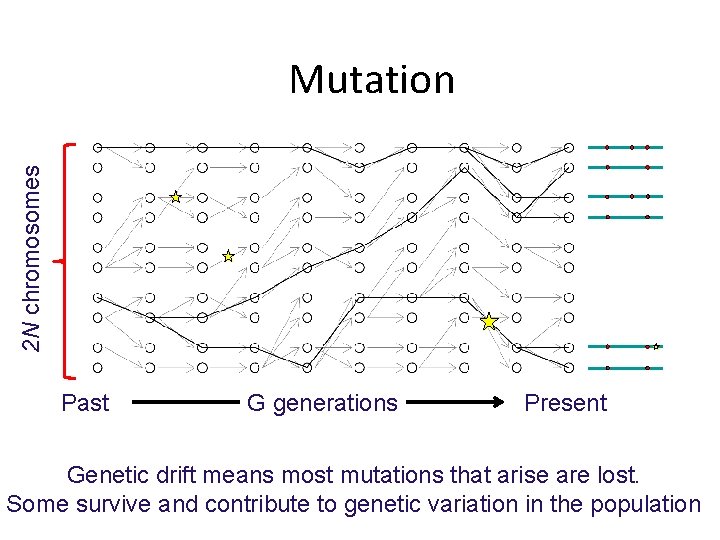 2 N chromosomes Mutation Past G generations Present Genetic drift means most mutations that