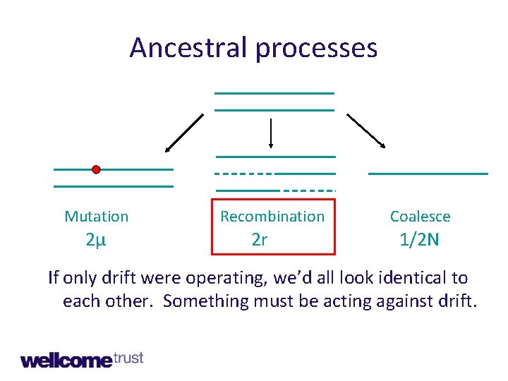 Ancestral processes Mutation 2μ Recombination 2 r Coalesce 1/2 N If only drift were