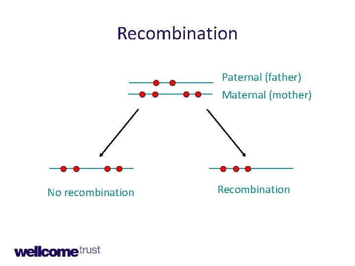 Recombination Paternal (father) Maternal (mother) No recombination Recombination 