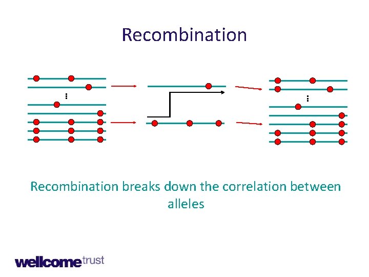 Recombination. . . Recombination breaks down the correlation between alleles 