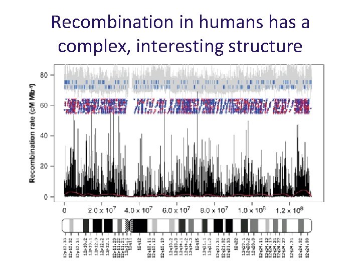 Recombination in humans has a complex, interesting structure 