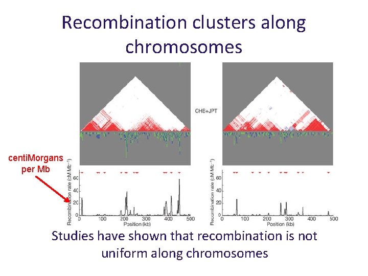 Recombination clusters along chromosomes centi. Morgans per Mb Studies have shown that recombination is