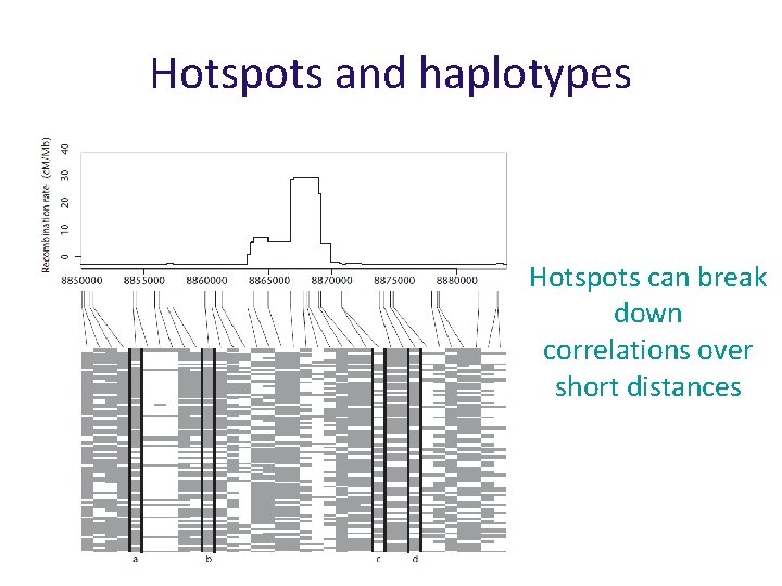 Hotspots and haplotypes Hotspots can break down correlations over short distances 