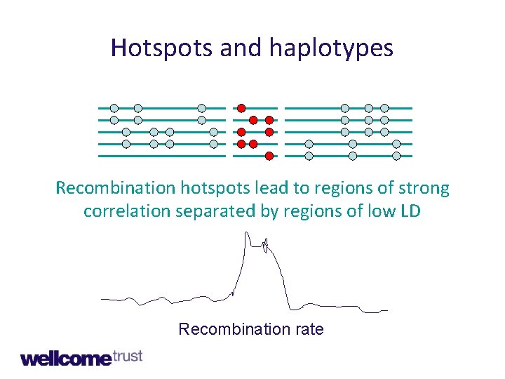 Hotspots and haplotypes Recombination hotspots lead to regions of strong correlation separated by regions