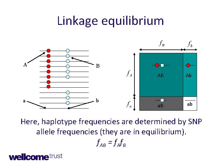 Linkage equilibrium A a B b AB Ab a. B ab Here, haplotype frequencies