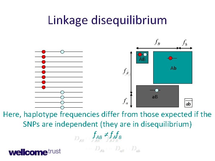 Linkage disequilibrium AB Ab a. B ab Here, haplotype frequencies differ from those expected