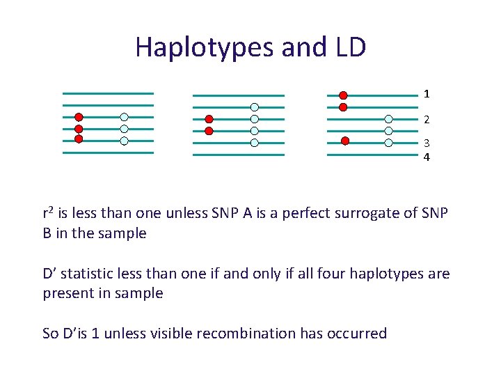 Haplotypes and LD 1 2 3 4 r 2 is less than one unless