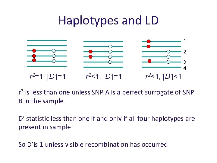 Haplotypes and LD 1 2 3 4 r 2=1, |D’|=1 r 2<1, |D’|<1 r