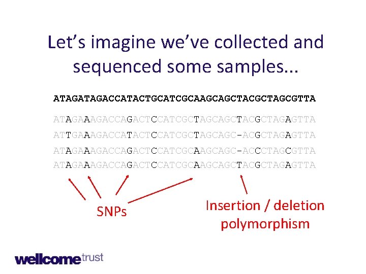 Let’s imagine we’ve collected and sequenced some samples. . . ATAGACCATACTGCATCGCAAGCAGCTACGCTAGCGTTA ATAGAAAGACCAGACTCCATCGCTAGCAGCTACGCTAGAGTTA ATTGAAAGACCATACTCCATCGCTAGCAGC-ACGCTAGAGTTA ATAGAAAGACCAGACTCCATCGCAAGCAGC-ACCCTAGCGTTA