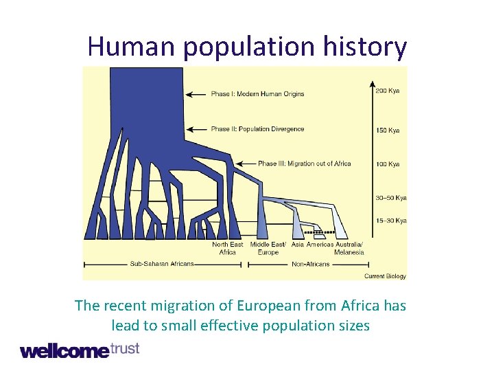 Human population history The recent migration of European from Africa has lead to small