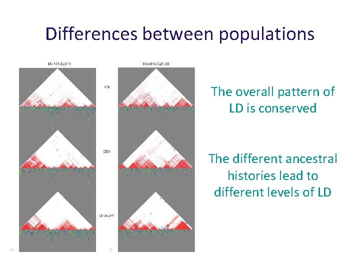 Differences between populations The overall pattern of LD is conserved The different ancestral histories