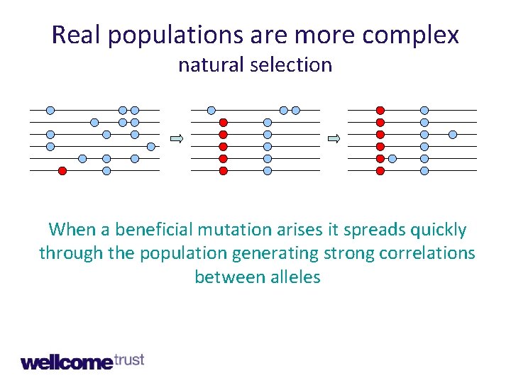 Real populations are more complex natural selection When a beneficial mutation arises it spreads