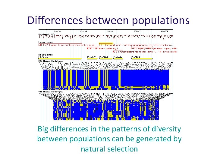 Differences between populations Big differences in the patterns of diversity between populations can be