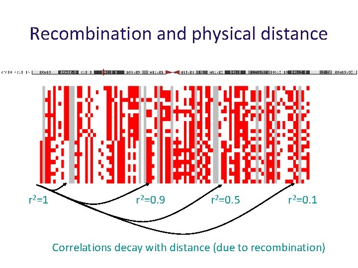 Recombination and physical distance r 2=1 r 2=0. 9 r 2=0. 5 r 2=0.