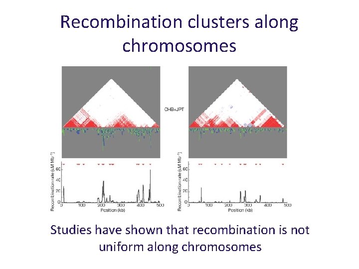 Recombination clusters along chromosomes Studies have shown that recombination is not uniform along chromosomes