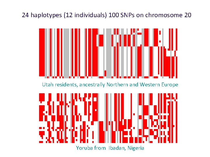 24 haplotypes (12 individuals) 100 SNPs on chromosome 20 Utah residents, ancestrally Northern and