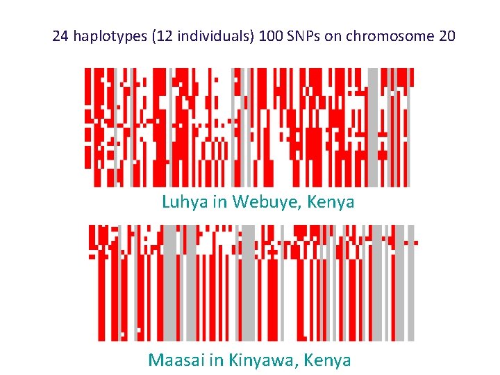 24 haplotypes (12 individuals) 100 SNPs on chromosome 20 Luhya in Webuye, Kenya Maasai
