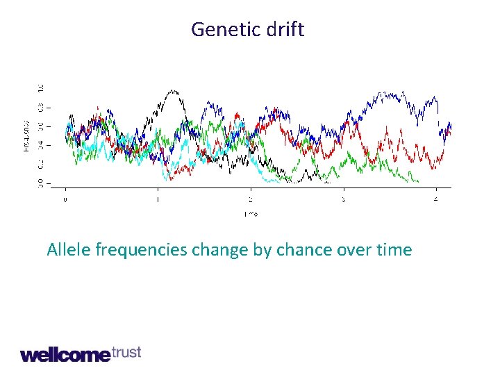 Genetic drift Allele frequencies change by chance over time 