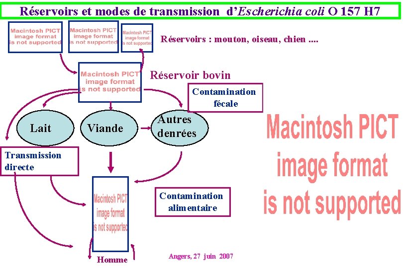 Réservoirs et modes de transmission d’Escherichia coli O 157 H 7 Réservoirs : mouton,