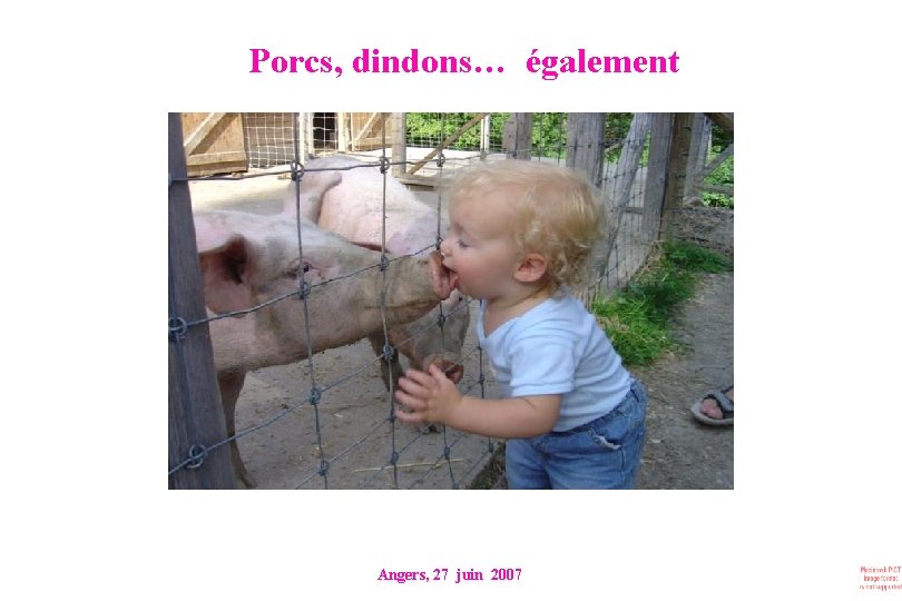 Porcs, dindons… également Angers, 27 juin 2007 