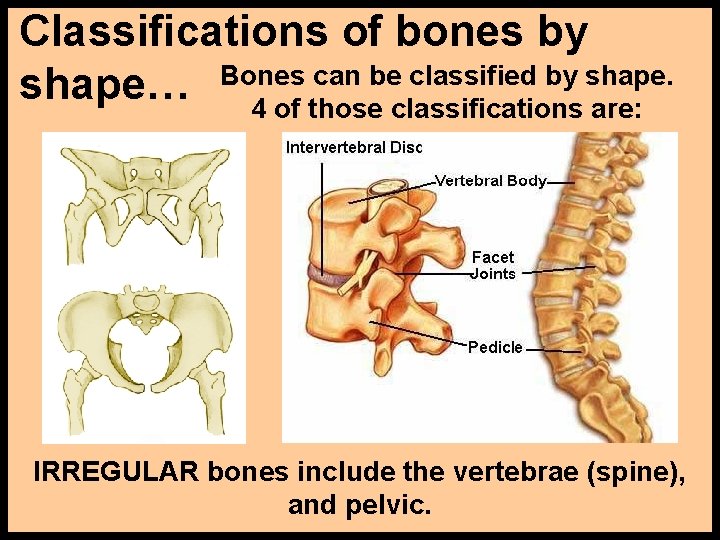 Classifications of bones by can be classified by shape… Bones 4 of those classifications