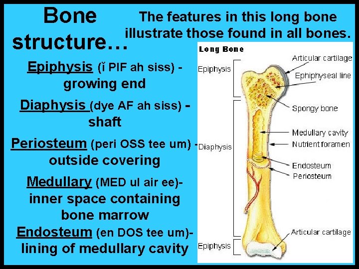 The features in this long bone Bone illustrate those found in all bones. structure…