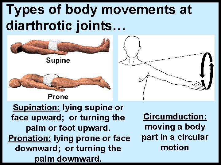 Types of body movements at diarthrotic joints… Supination: lying supine or face upward; or