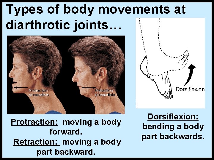 Types of body movements at diarthrotic joints… Protraction: moving a body forward. Retraction: moving